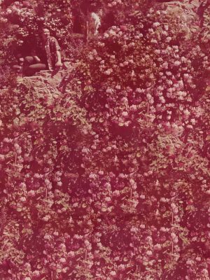 AVS MonicaWoman-in-the-rhodeodendrons