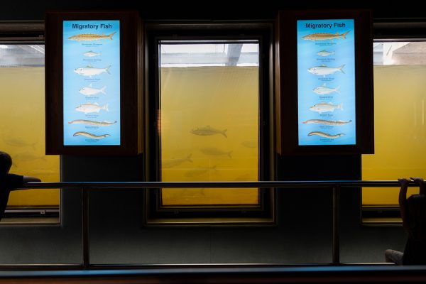 Connecticut RiverBarrett Fishway, Holyoke, Mass.Hadley, Mass.